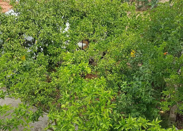 Marija & Iko Τρογκίρ